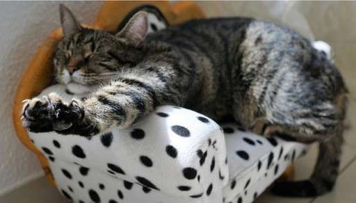 Photo image of a cat comfortably stretching its paws forward in a comfy spotted chair